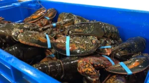 buy lobsters online