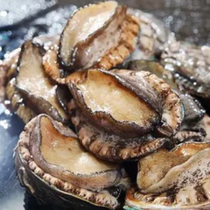 buy abalone fish