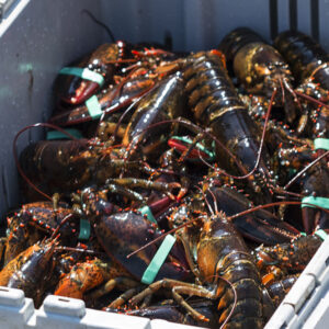 buy lobster online