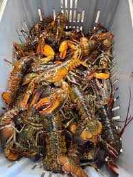 lobster for sale