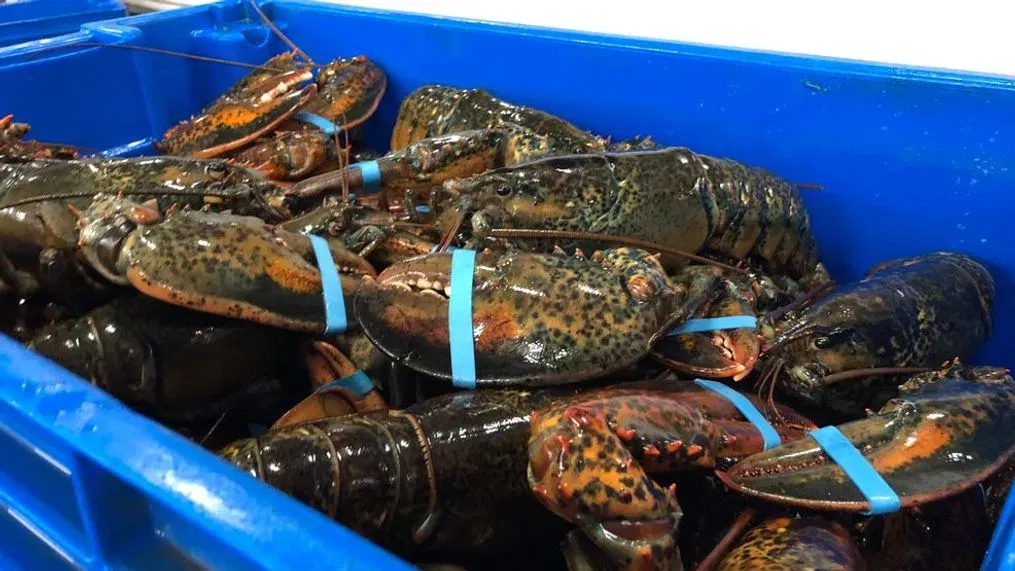 buy lobsters online